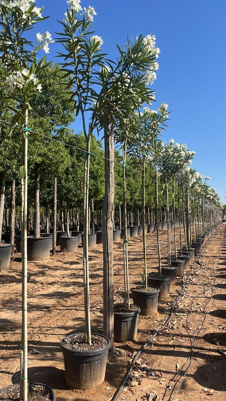 NERIUM OLEANDER BIANCO Oleandro