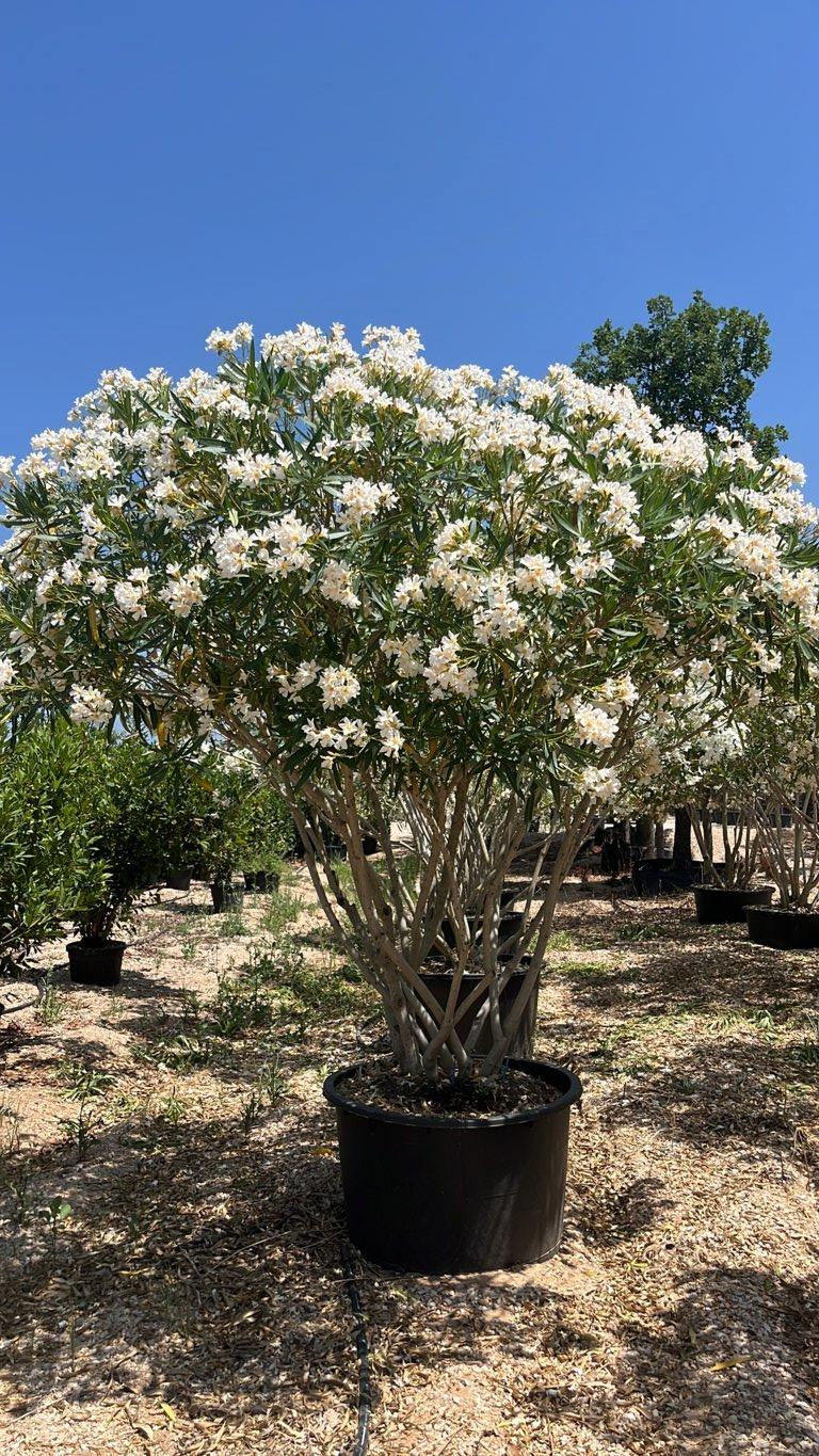 NERIUM OLEANDER BIANCO Oleandro