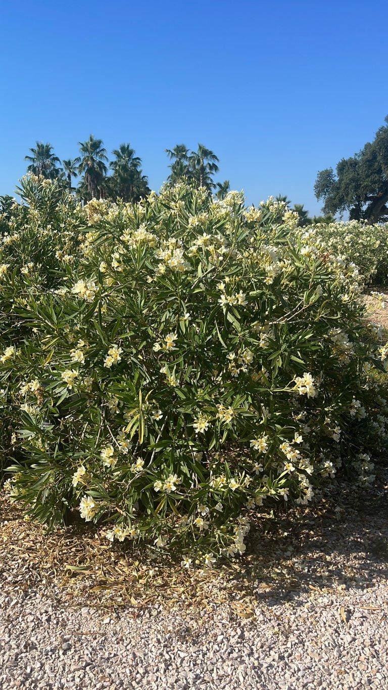 NERIUM OLEANDER GIALLO Oleandro