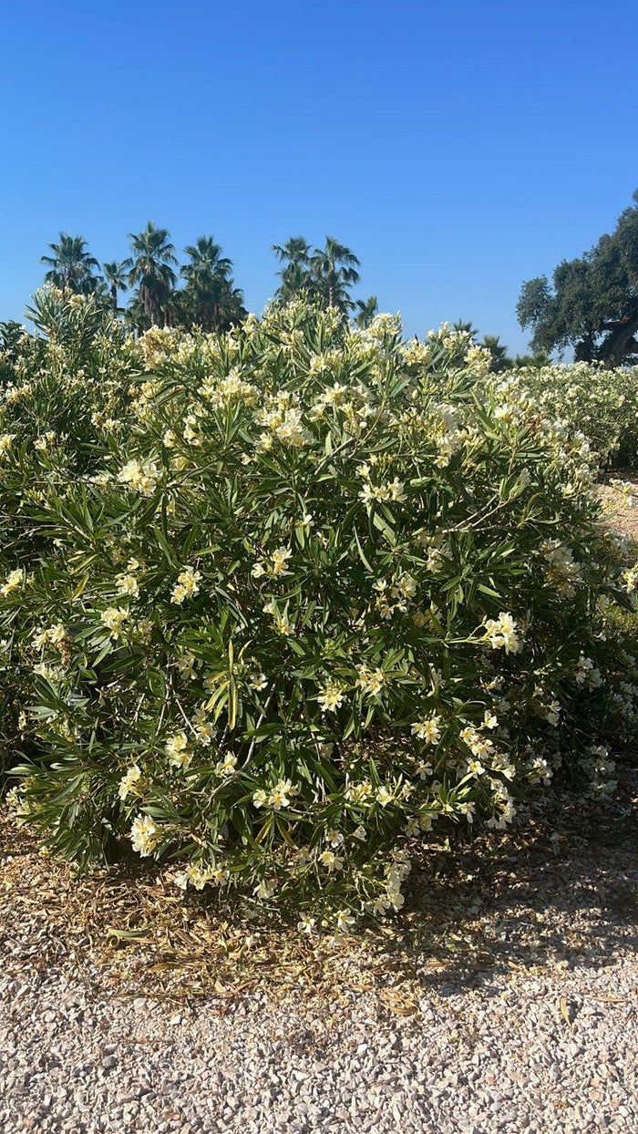 NERIUM OLEANDER GIALLO Oleandro