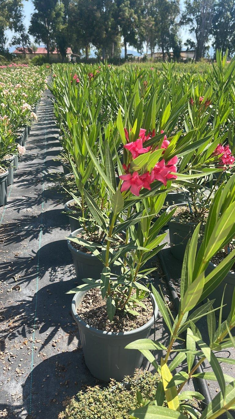 NERIUM OLEANDER ITALIA Oleandro