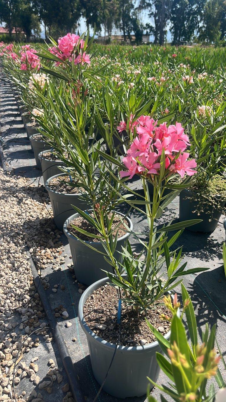 NERIUM OLEANDER MAURIN DES MAURES Oleandro