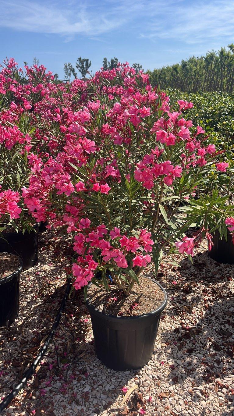 Nerium Oleander Nana Rosa (Oleandro) — Cespuglio, altezza 75/100 cm, vaso 30 litri