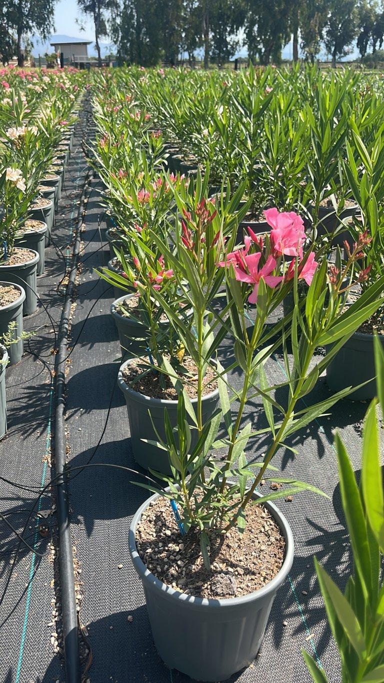 NERIUM OLEANDER NANA ROSA Oleandro