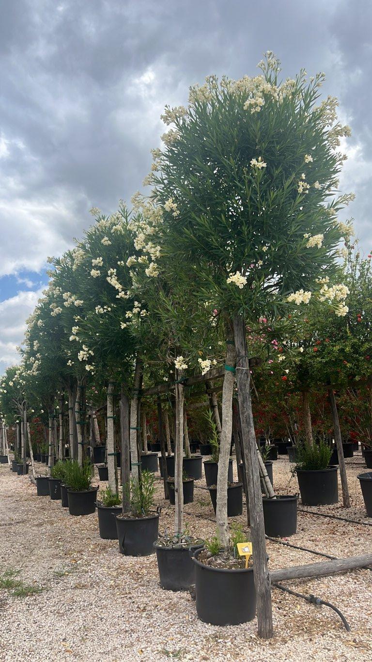 NERIUM OLEANDER Oleandro