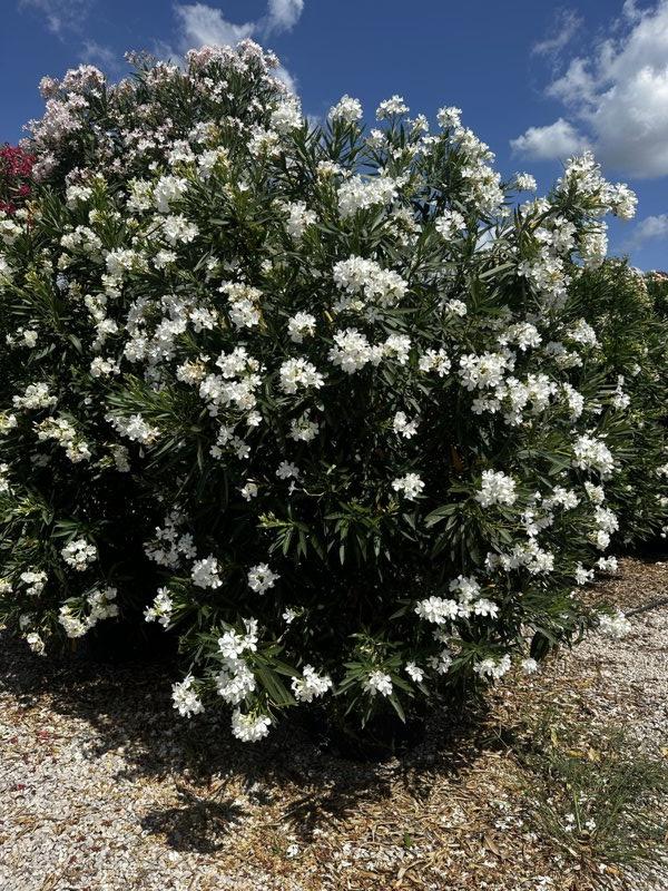 NERIUM OLEANDER Oleandro