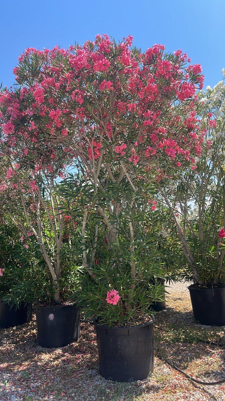 NERIUM OLEANDER Oleandro