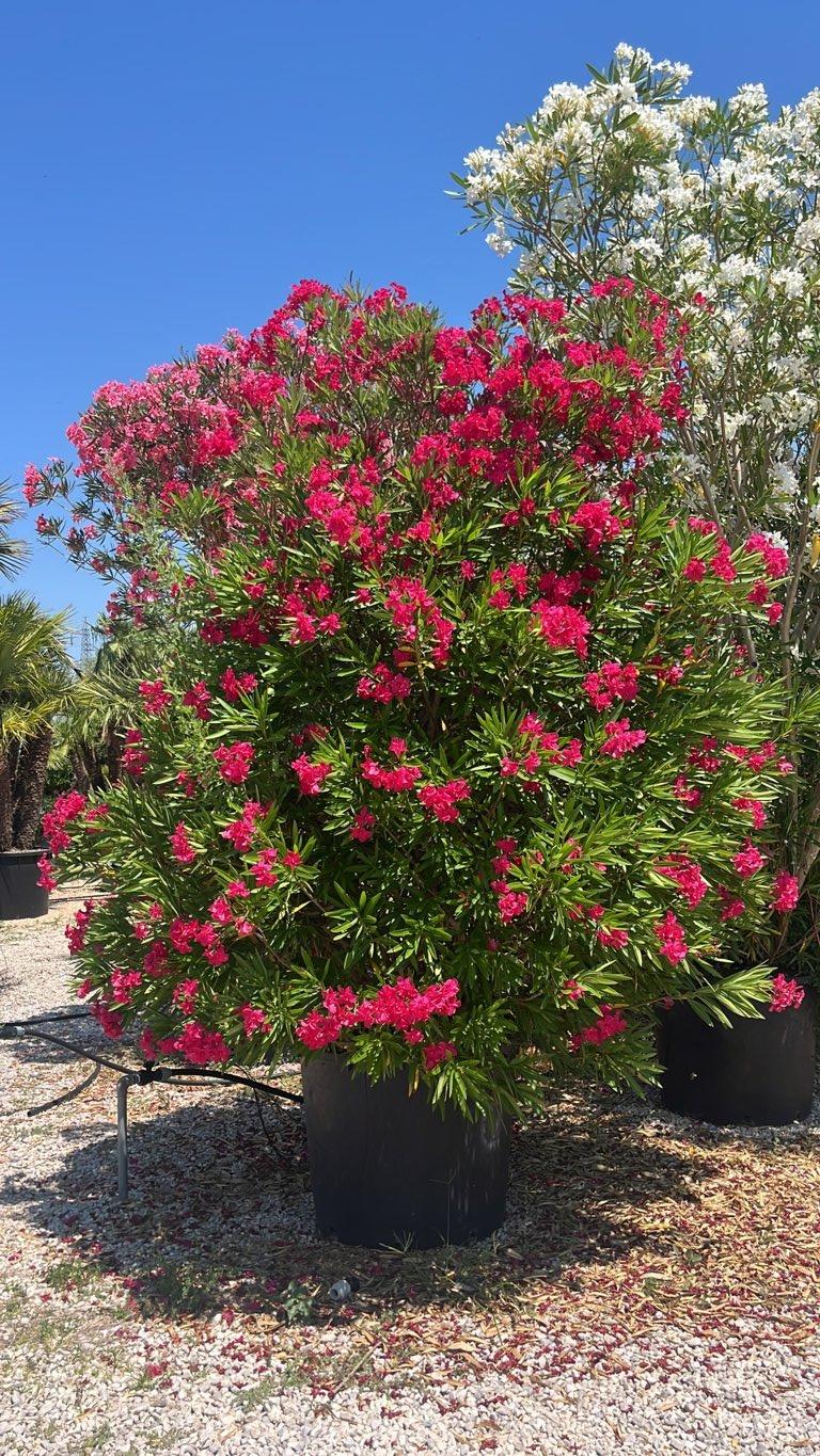 NERIUM OLEANDER Oleandro