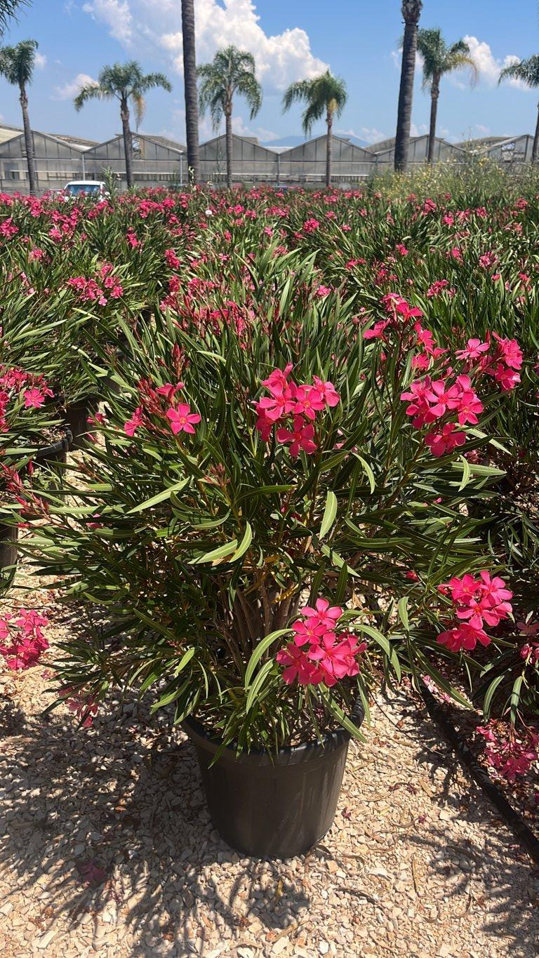 NERIUM OLEANDER PAPA GAMBETTA Oleandro