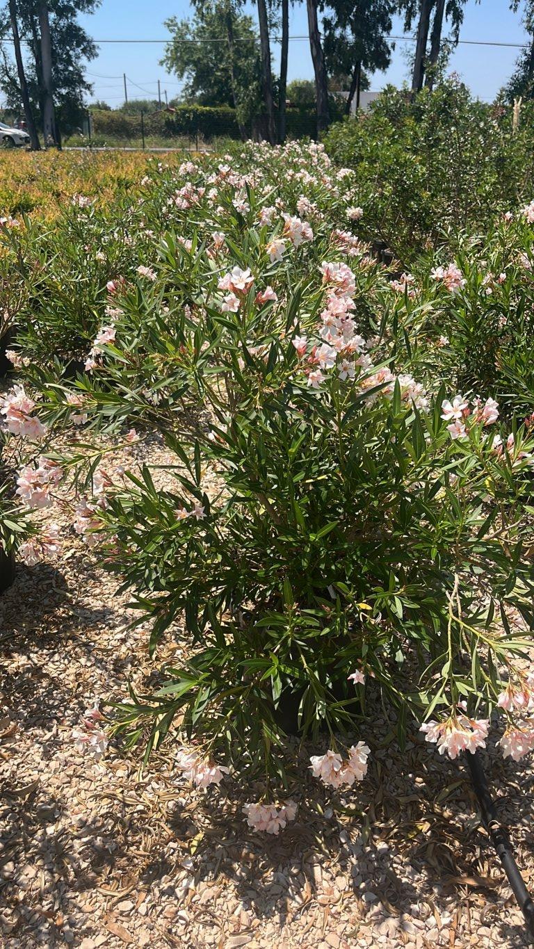 Nerium Oleander Petit Salmone (Oleandro) — Cespuglio, vaso 30 litri