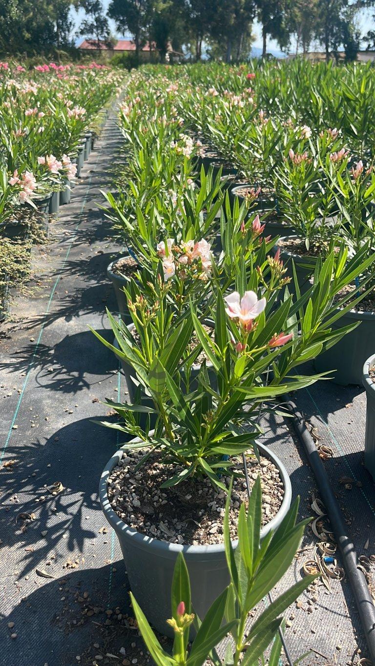 NERIUM OLEANDER PETIT SALMONE Oleandro