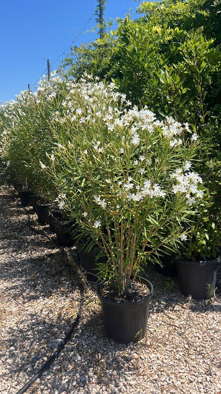 Nerium Oleander Petit White (Oleandro) — Cespuglio, vaso 30 litri