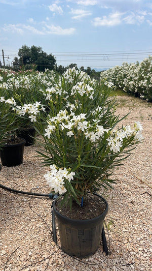 NERIUM OLEANDER PETIT WHITE Oleandro