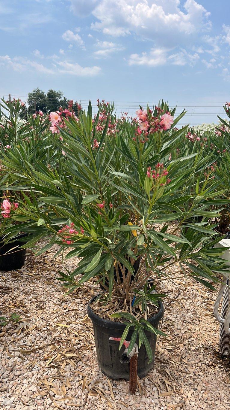 NERIUM OLEANDER PROVANCE Oleandro