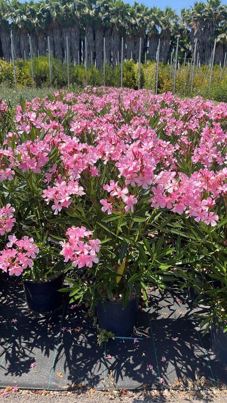 NERIUM OLEANDER ROSA Oleandro