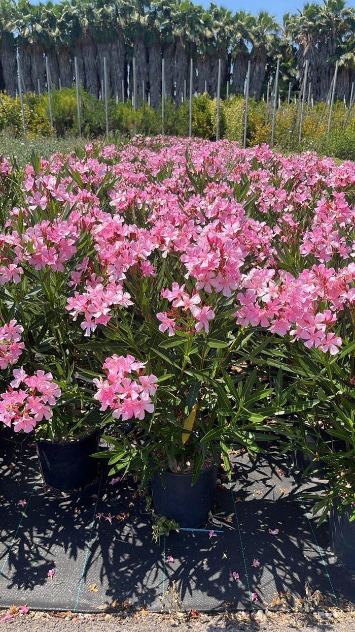 NERIUM OLEANDER ROSA Oleandro
