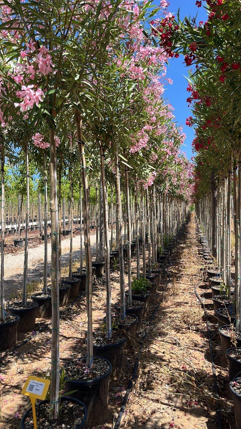 NERIUM OLEANDER ROSA Oleandro