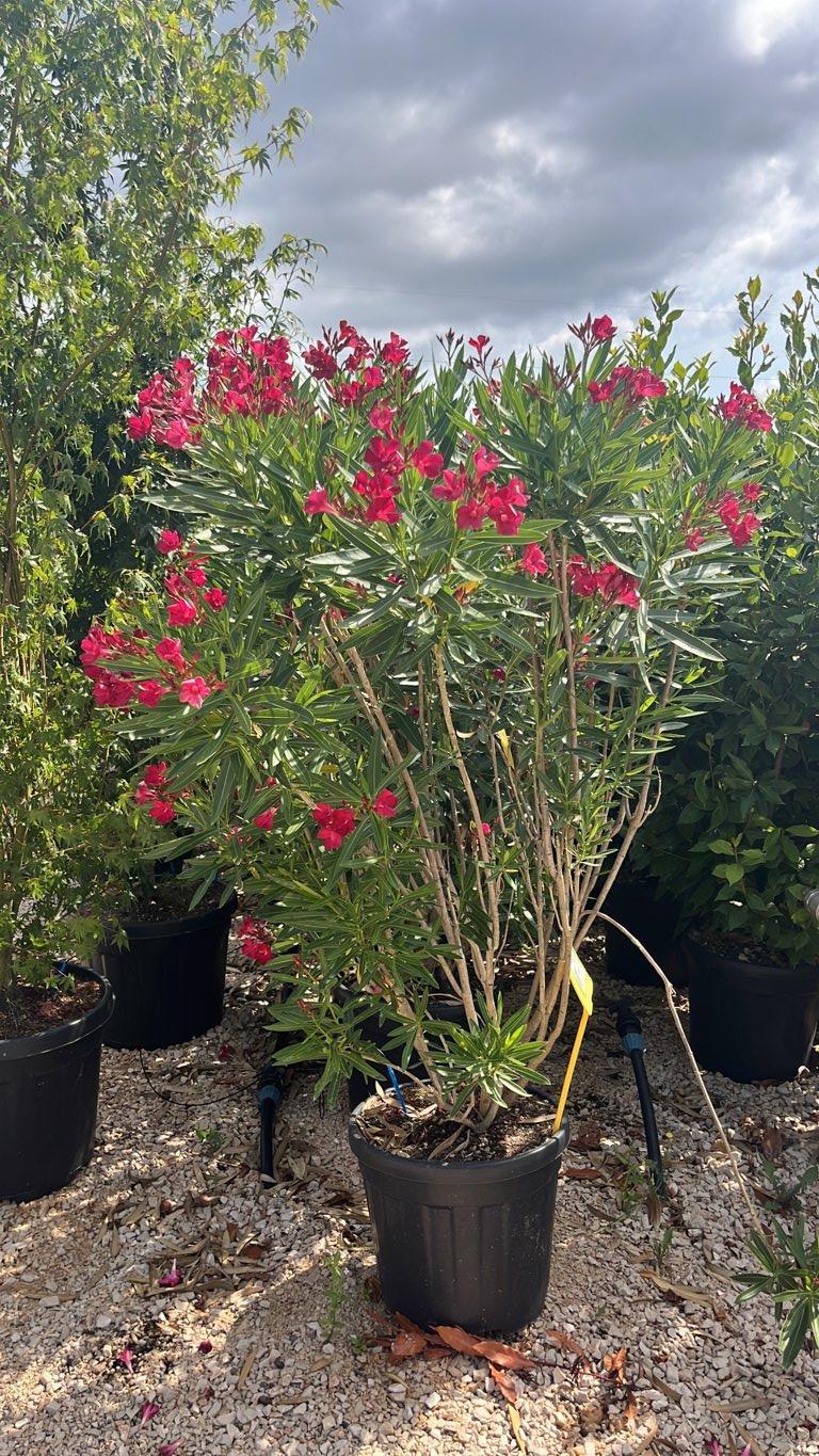 Nerium Oleander Rosa (Oleandro) — Cespuglio, altezza 100/150 cm, vaso 30 litri