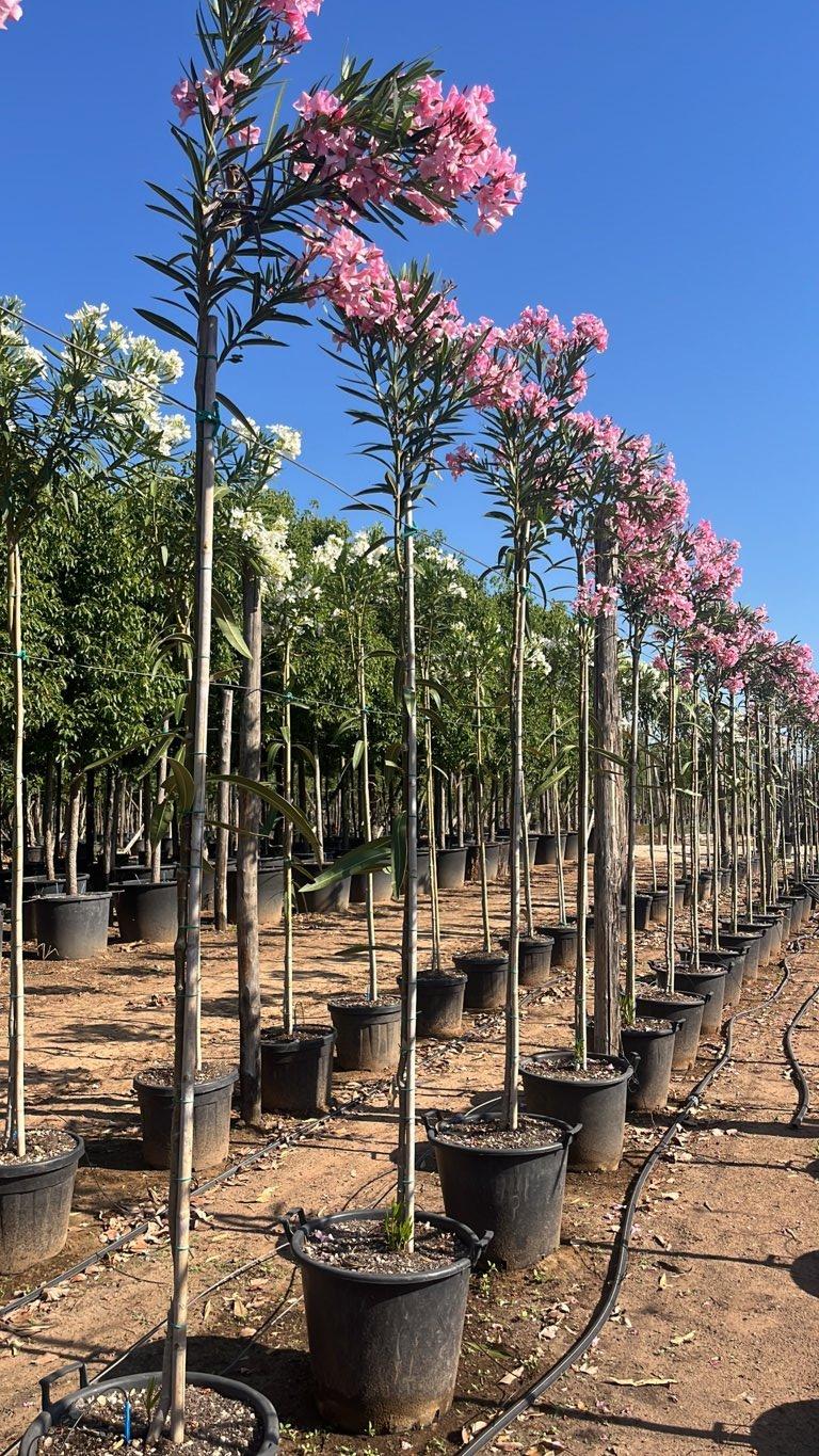 NERIUM OLEANDER ROSA Oleandro