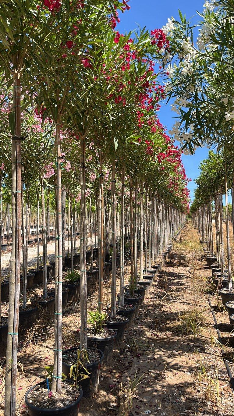 NERIUM OLEANDER ROSSO Oleandro