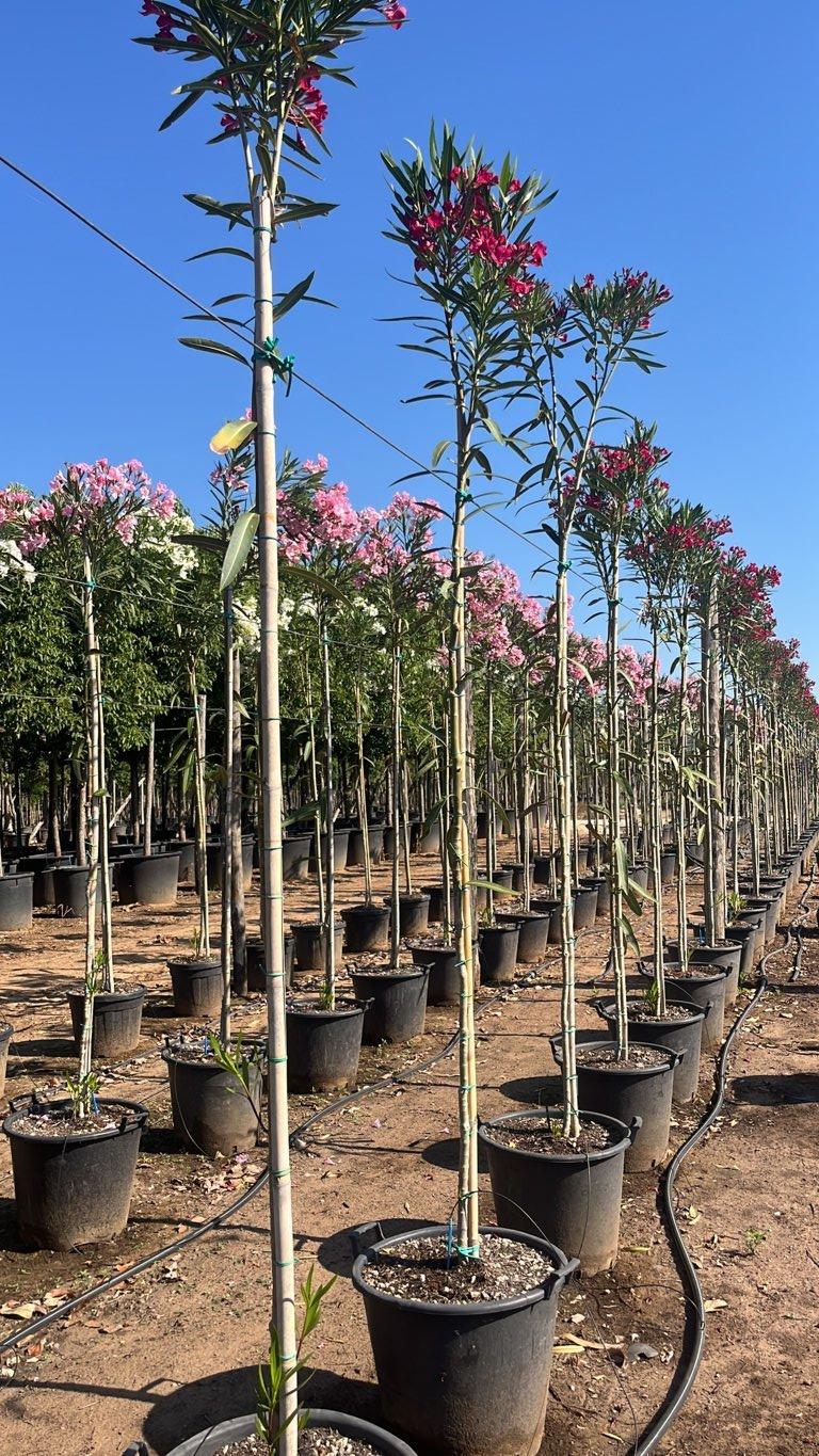 NERIUM OLEANDER ROSSO Oleandro