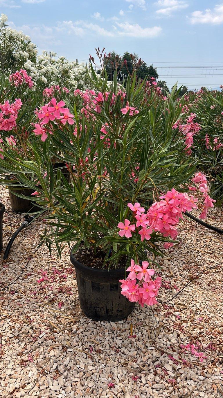 NERIUM OLEANDER TITO POGGI Oleandro