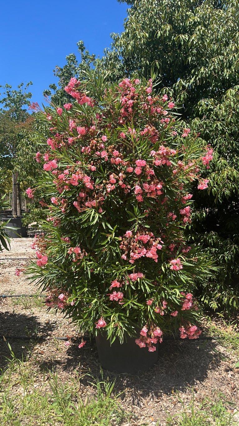 NERIUM OLEANDER VILLE DE CARPENTRAS Oleandro