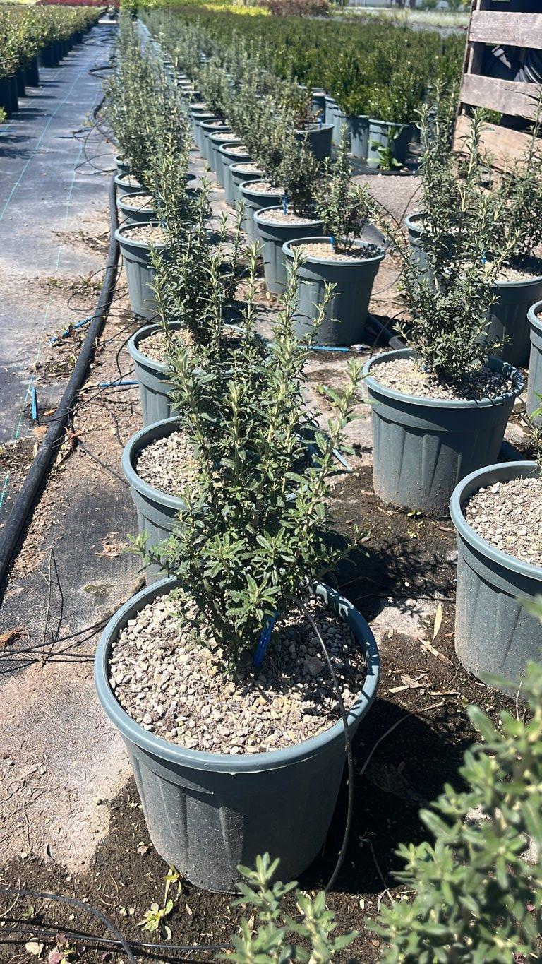 Olearia Phlogopappa Spring Bling — Cespuglio, vaso 9 litri