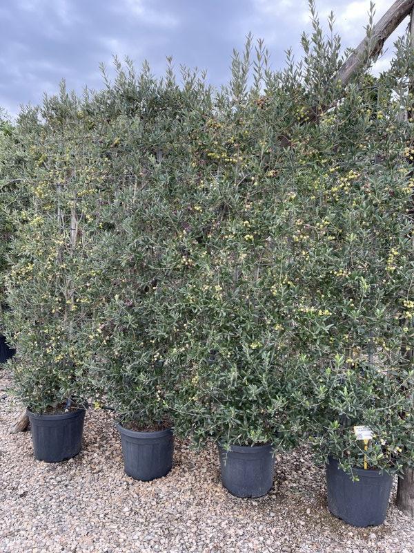 Olea Europaea Arbequina (Olivo) — Spalliera, altezza 200 x 50 cm, vaso 30 litri