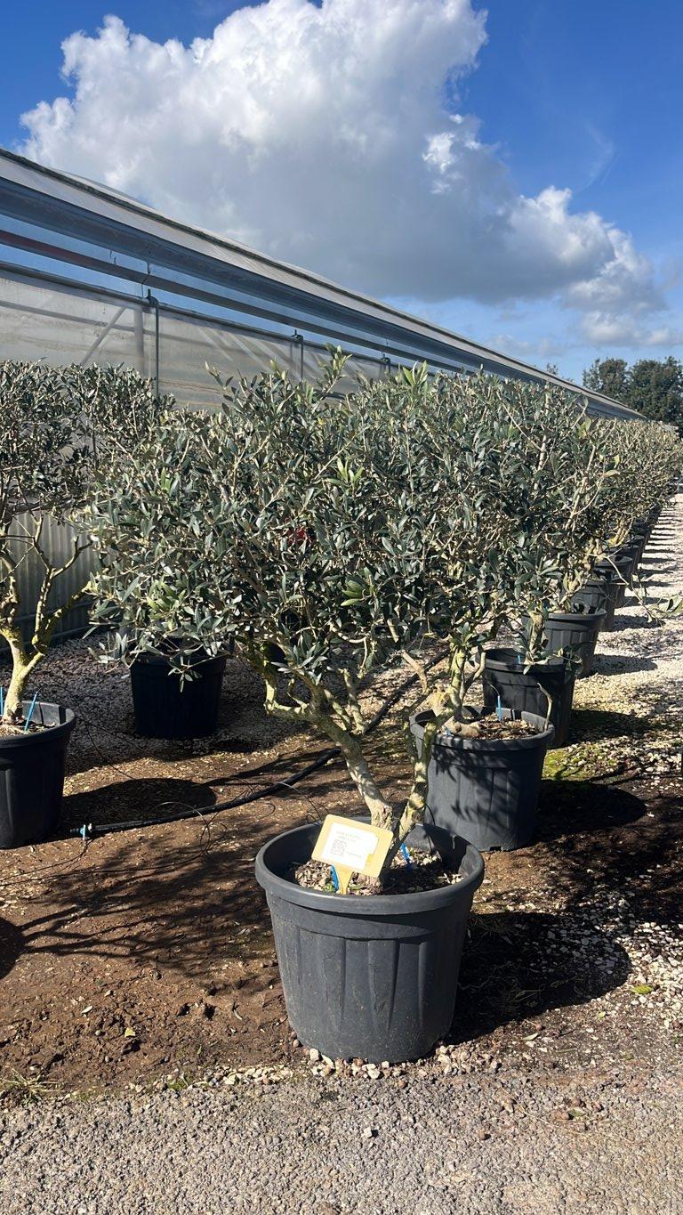 OLEA EUROPEA ARBEQUINA Olivo