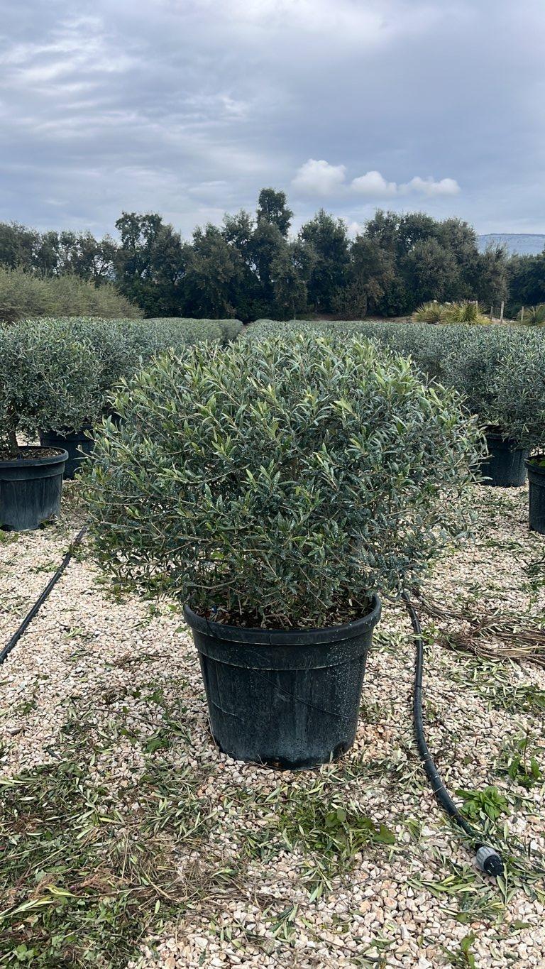 OLEA EUROPEA ARBEQUINA Olivo