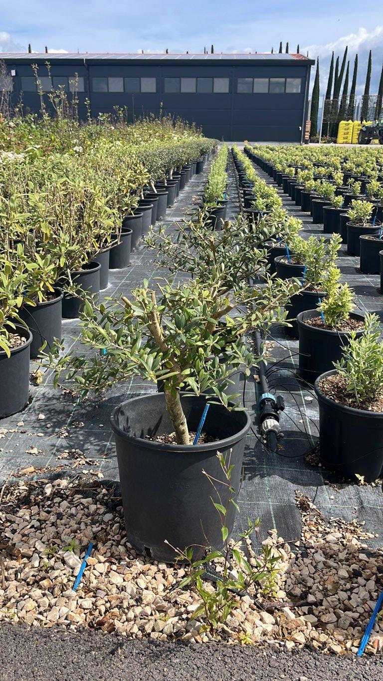 OLEA EUROPEA ARBEQUINA Olivo