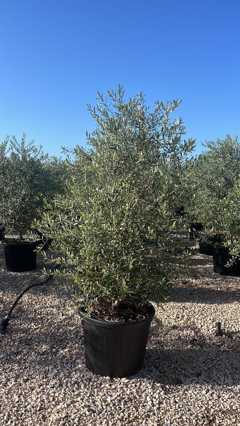 Olea Europaea Arbequina (Olivo) — Cespuglio, altezza 125/150 cm, vaso 90 litri