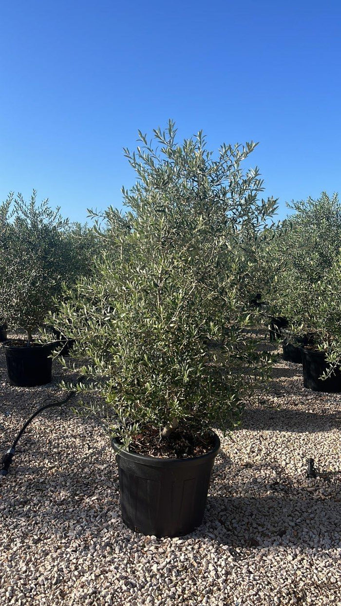 Olea Europaea Arbequina (Olivo) — Cespuglio, altezza 125/150 cm, vaso 90 litri