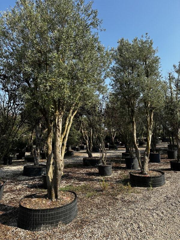 OLEA EUROPEA CIPRESSINO Olivo
