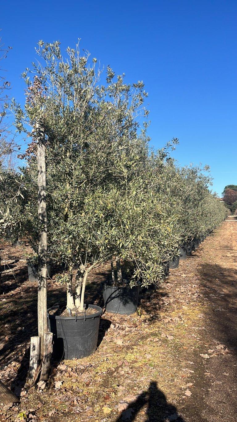 OLEA EUROPEA CIPRESSINO Olivo