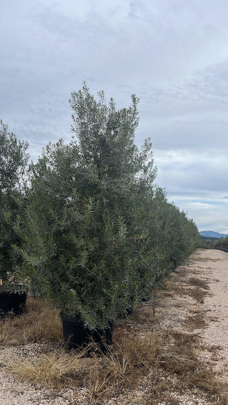 OLEA EUROPEA CIPRESSINO Olivo