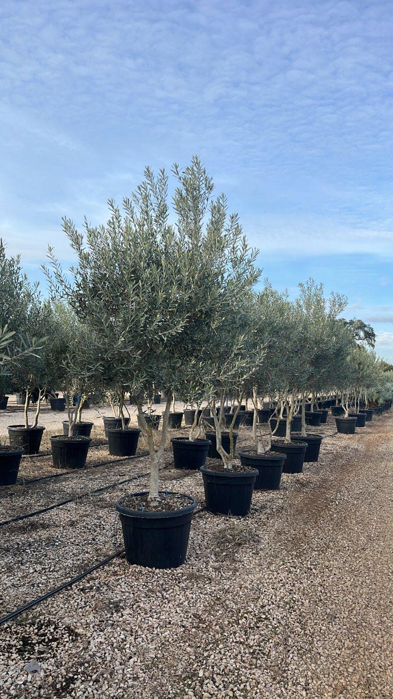 OLEA EUROPEA CIPRESSINO Olivo