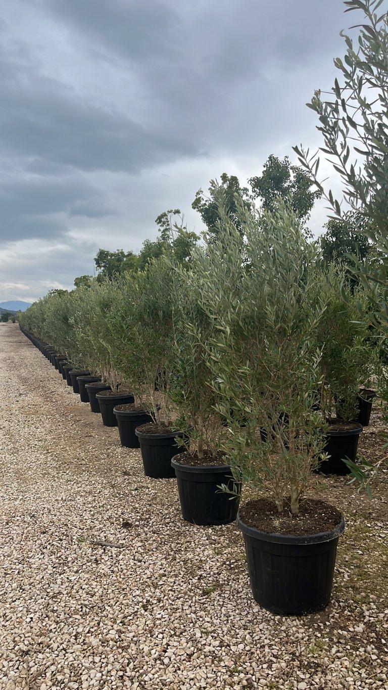 OLEA EUROPEA CIPRESSINO Olivo