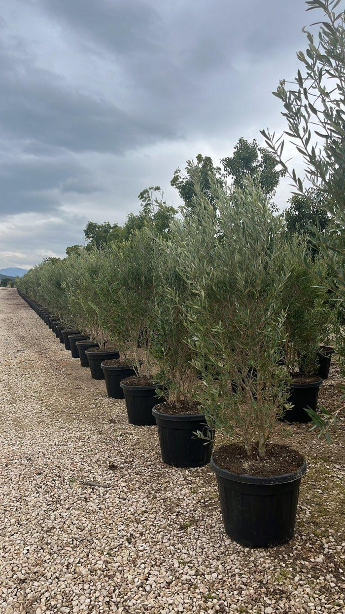 OLEA EUROPEA CIPRESSINO Olivo