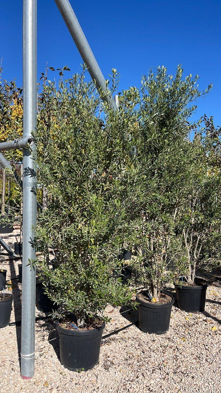 OLEA EUROPEA CIPRESSINO Olivo