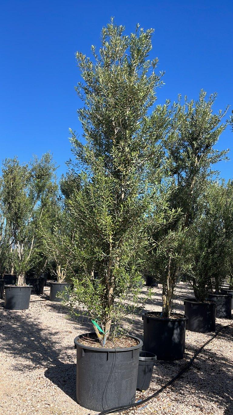 OLEA EUROPEA CIPRESSINO Olivo