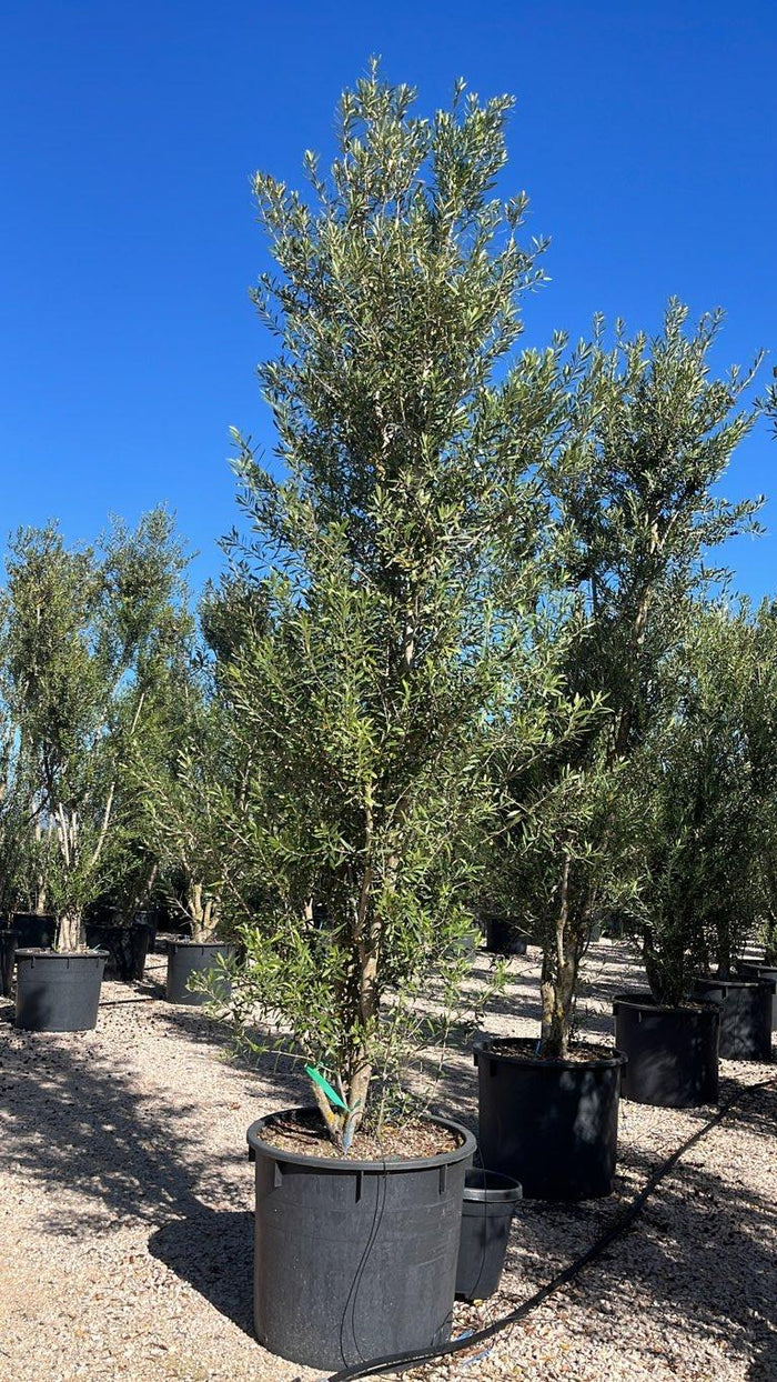 OLEA EUROPEA CIPRESSINO Olivo