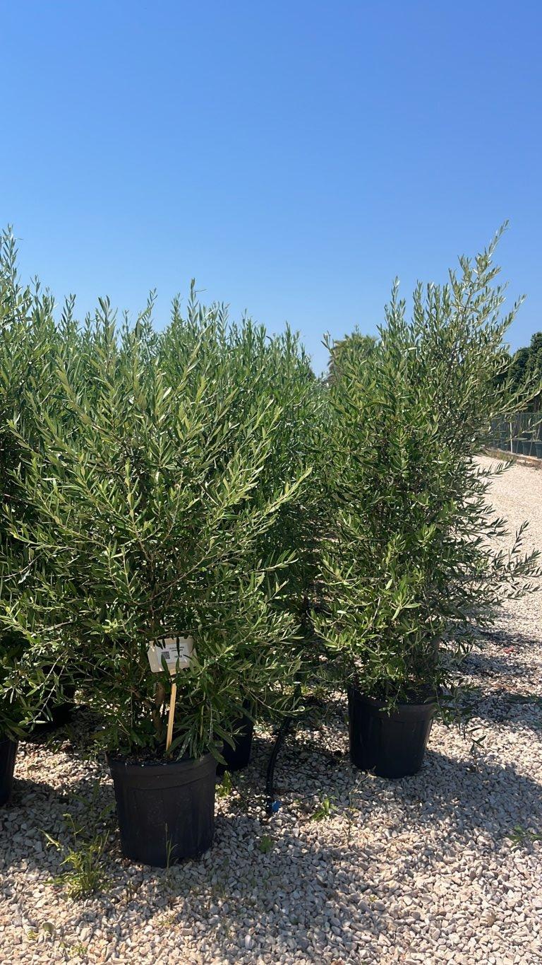 OLEA EUROPEA CIPRESSINO Olivo