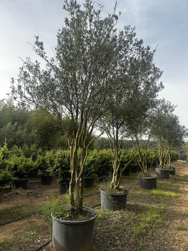 OLEA EUROPEA CIPRESSINO Olivo