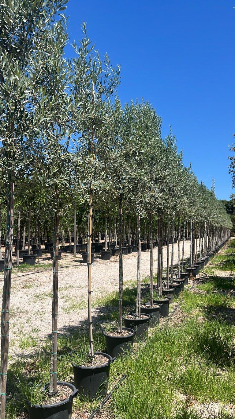 OLEA EUROPEA CIPRESSINO Olivo