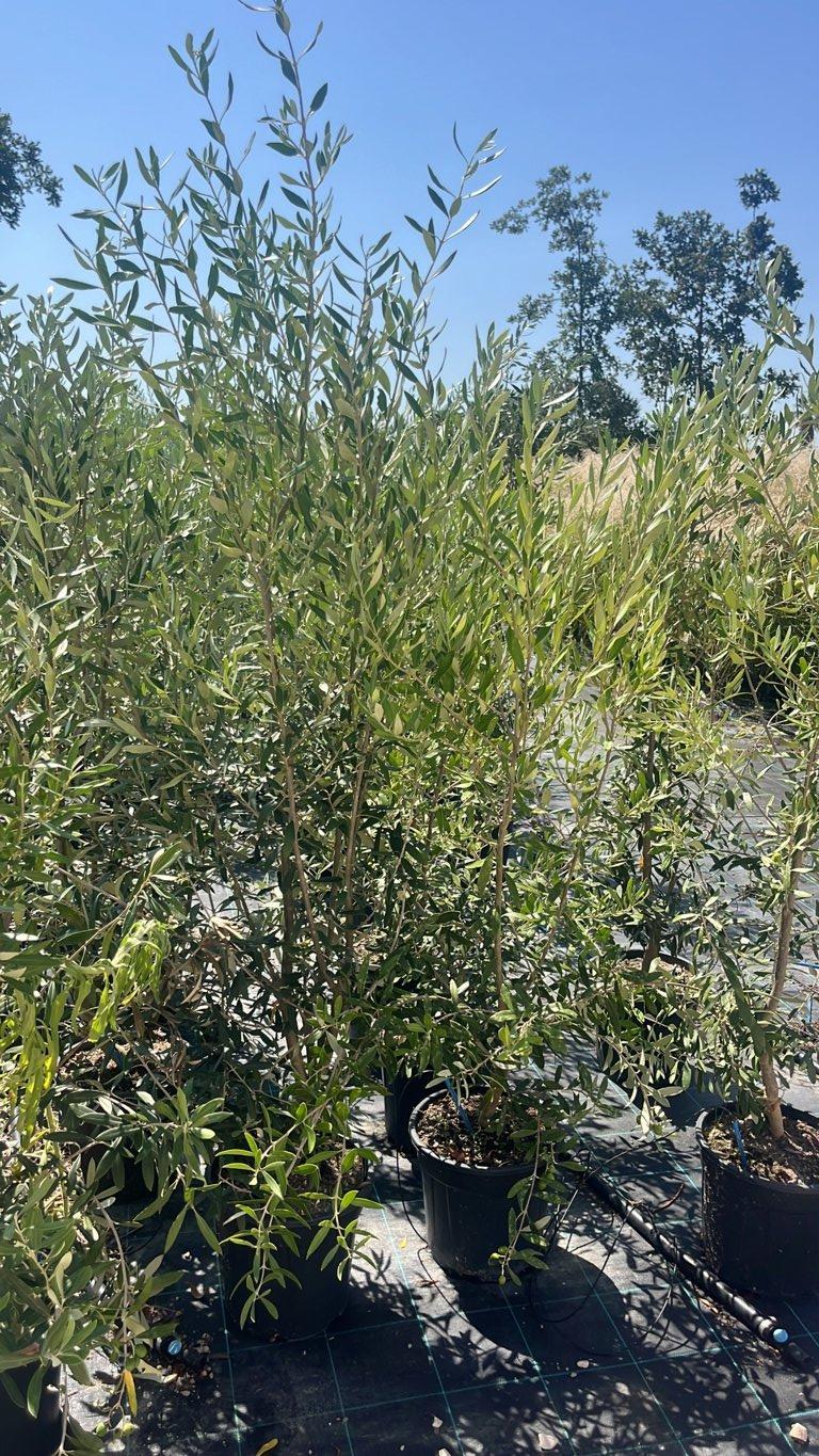 OLEA EUROPEA CIPRESSINO Olivo