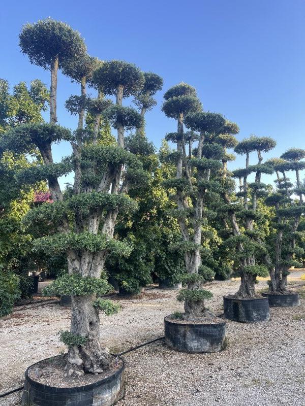 OLEA EUROPEA CIPRESSINO Olivo