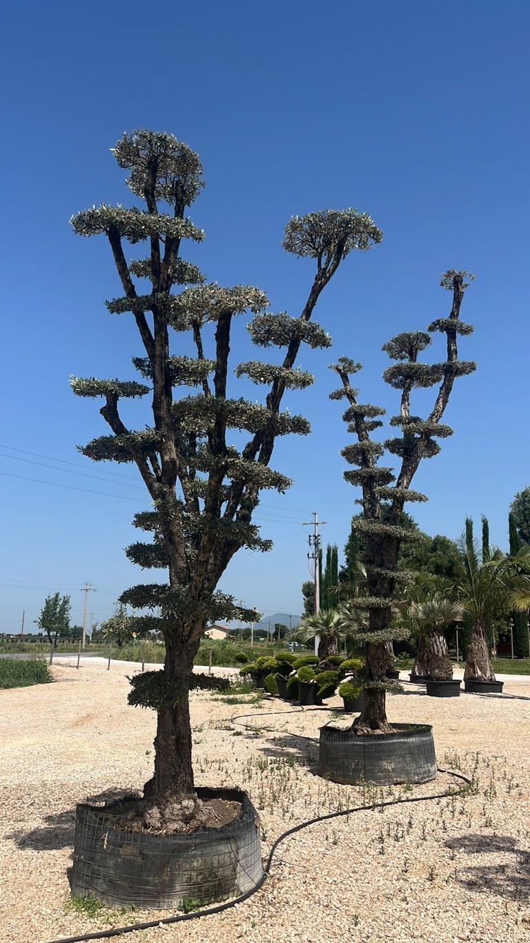 OLEA EUROPEA CIPRESSINO Olivo