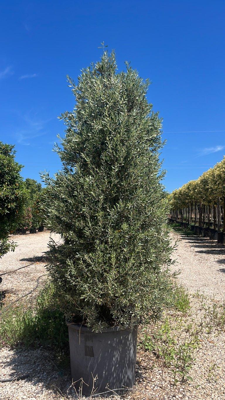 OLEA EUROPEA CIPRESSINO Olivo